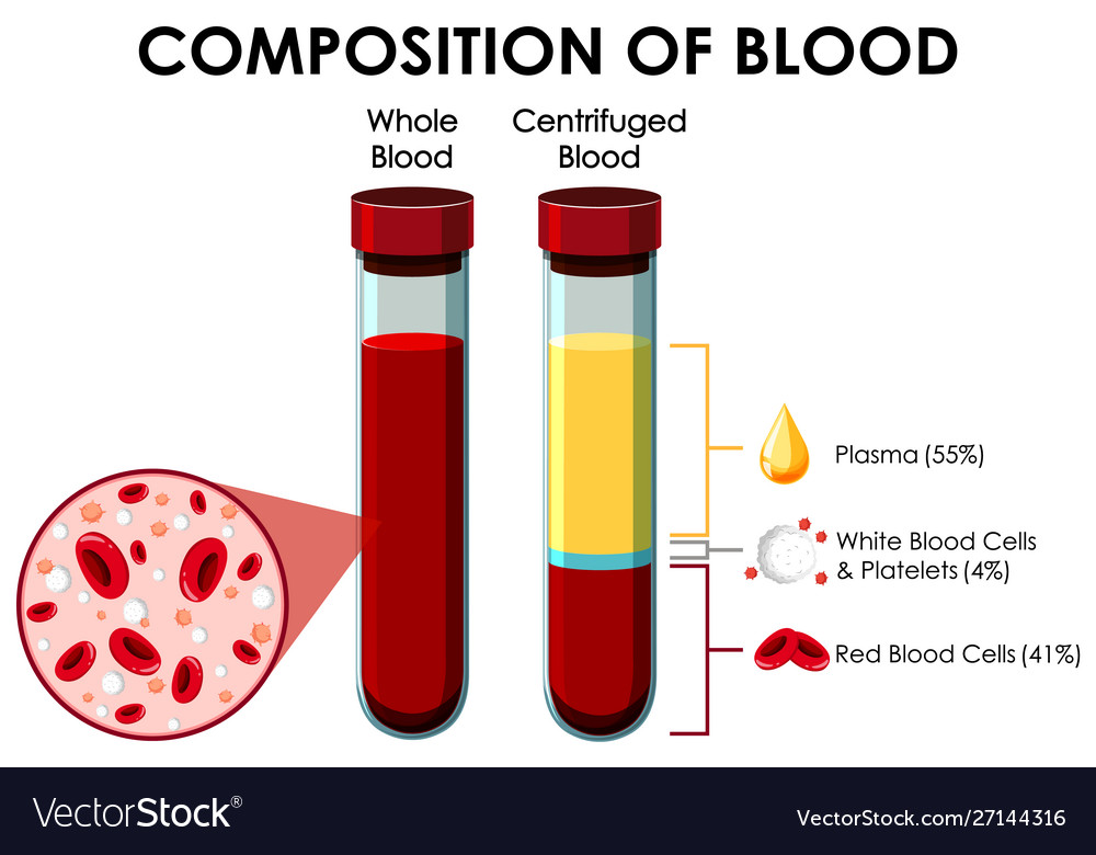 composition of blood diagram