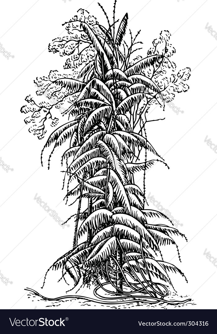 Plant calamus Royalty Free Vector Image - VectorStock