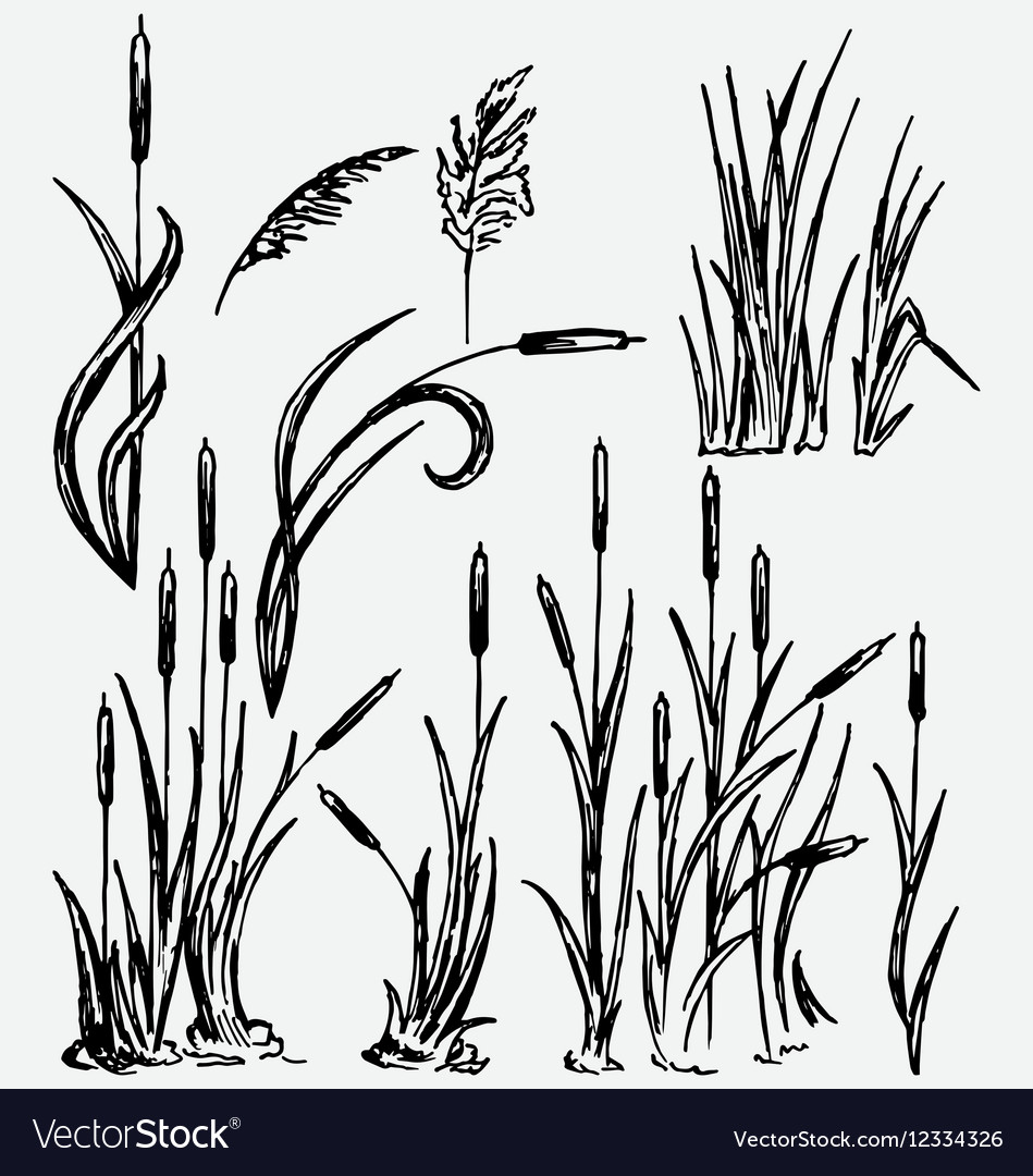 Reeds Royalty Free Vector Image VectorStock