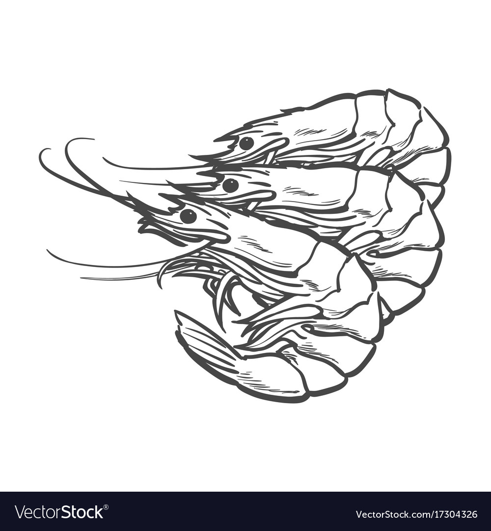 Sketch cartoon sea lobster isolated