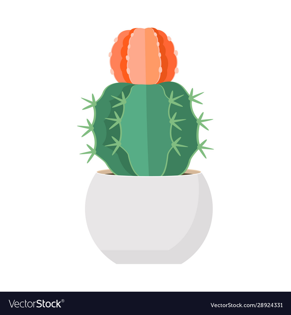 Cactus and succulent in pot domestic colorful