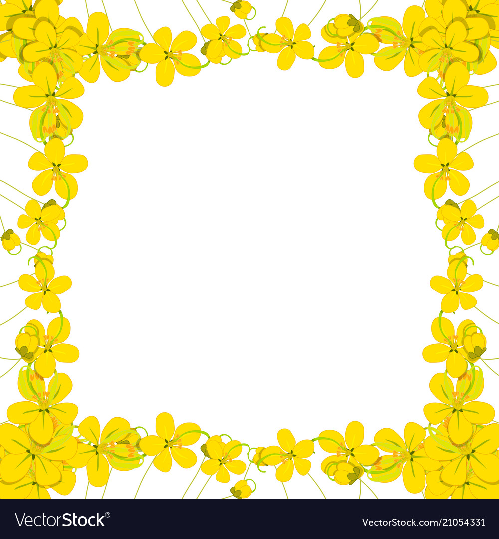 Yellow cassia fistula - golden shower flower Vector Image