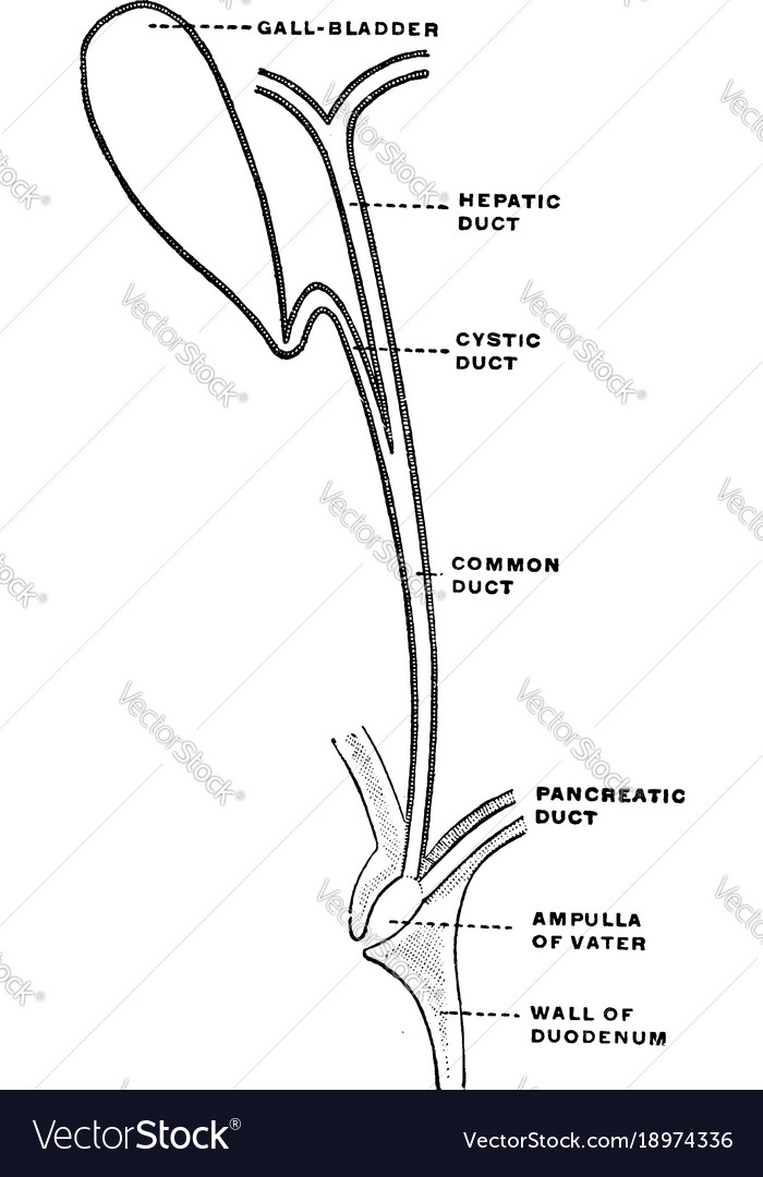 Biliary ducts vintage