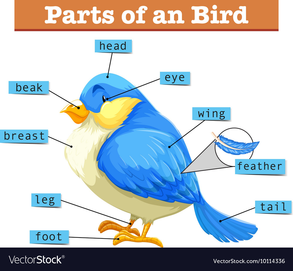 Label The Parts Of A Bird Worksheet