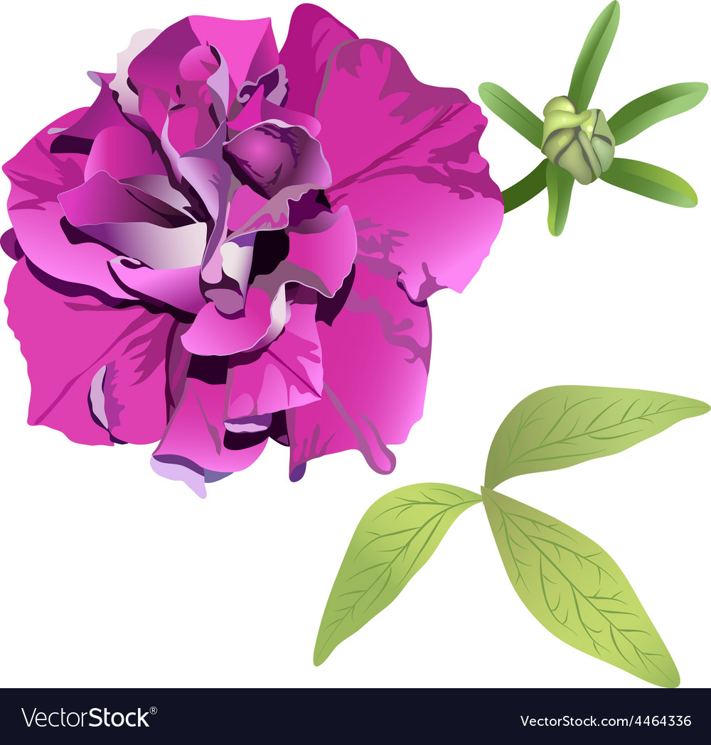 Photorealistic purple petunia