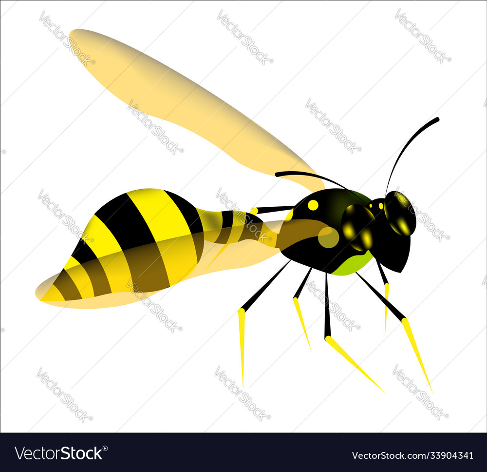 Wasp predatory insect in black and yellow colors Vector Image