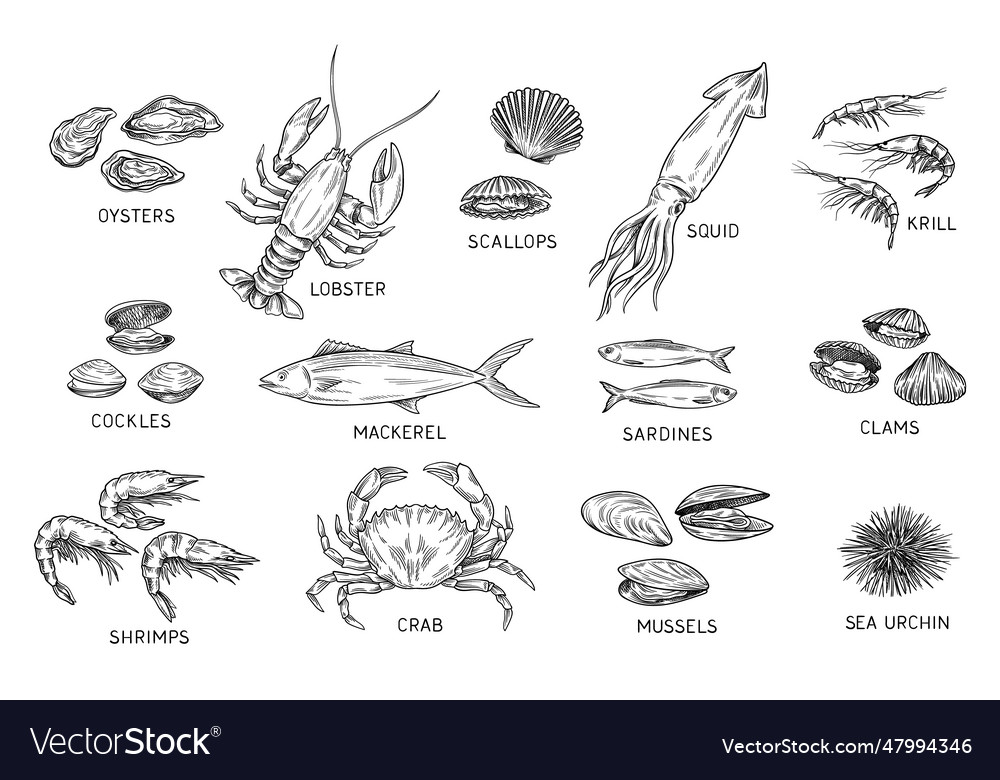 Seafood sketch set