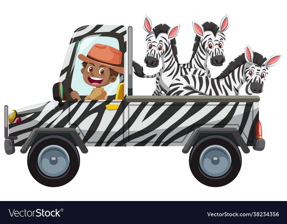 Zoo concept with zebra group in car isolated