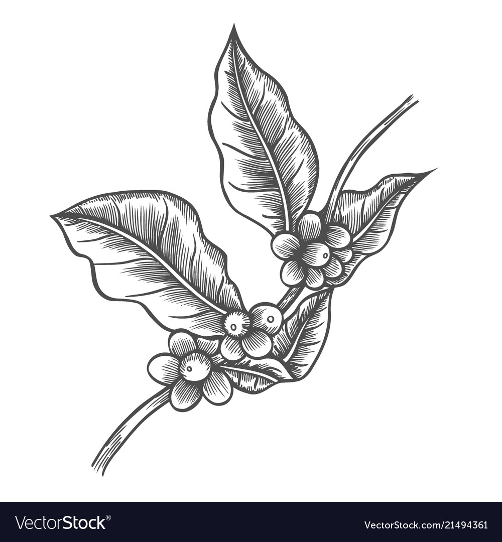 Coffee Tree Royalty Free Vector Image Vectorstock