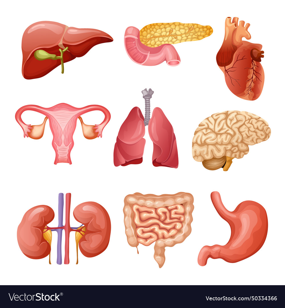 Cartoon human organs set Royalty Free Vector Image