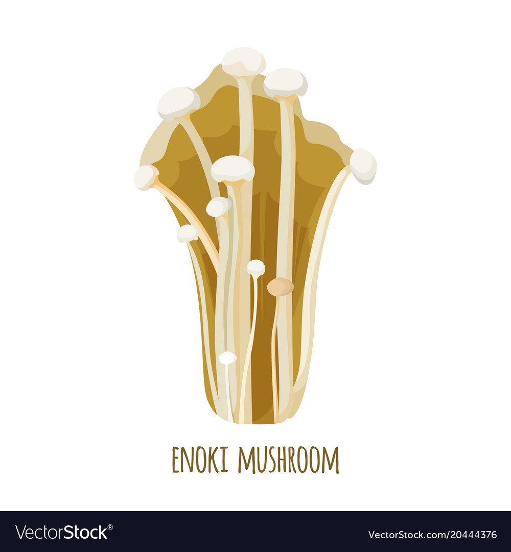 Enoki Mushrooms Enokitake Enokidake Long Thin Vector Image Enoki Mushrooms Enokitake Enokidake Long Thin Vector Image