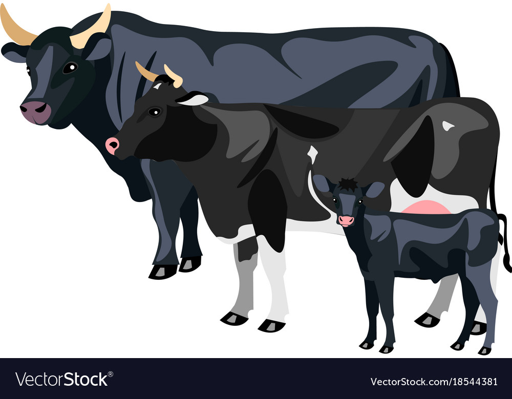 Cow calf and bull isolated