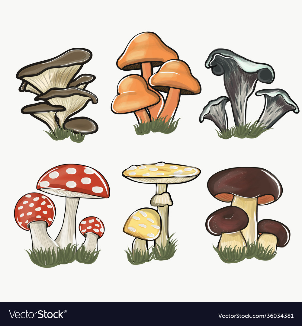 Large mushroom set