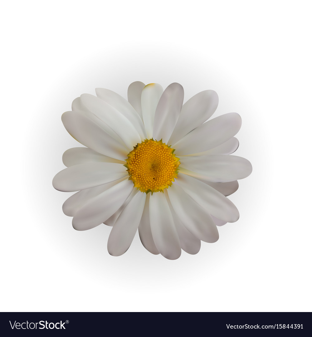 Colorful naturalistic beautiful chamomile on white