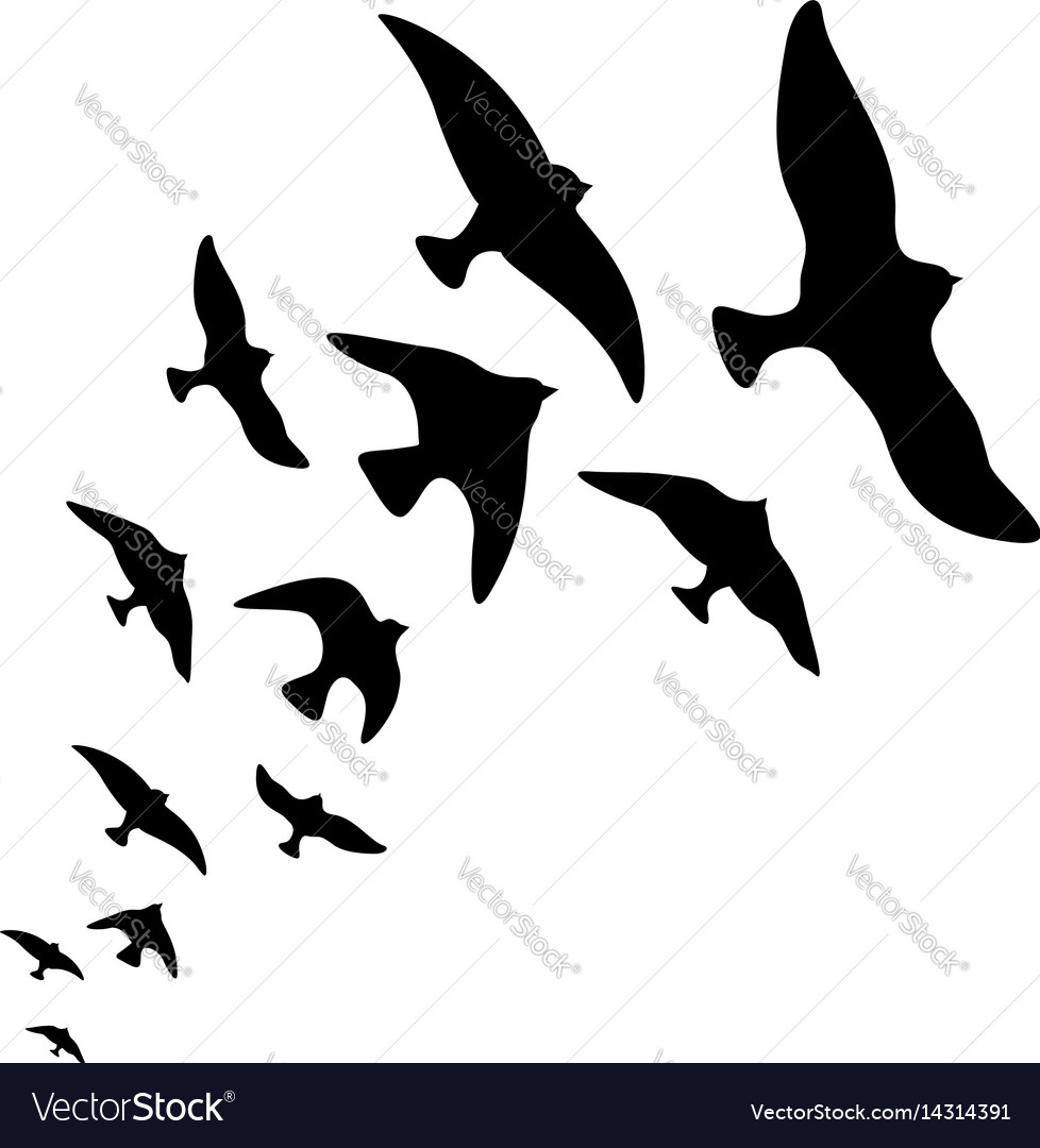 Silhouette Flock Flying Birds Design Royalty Free Vector