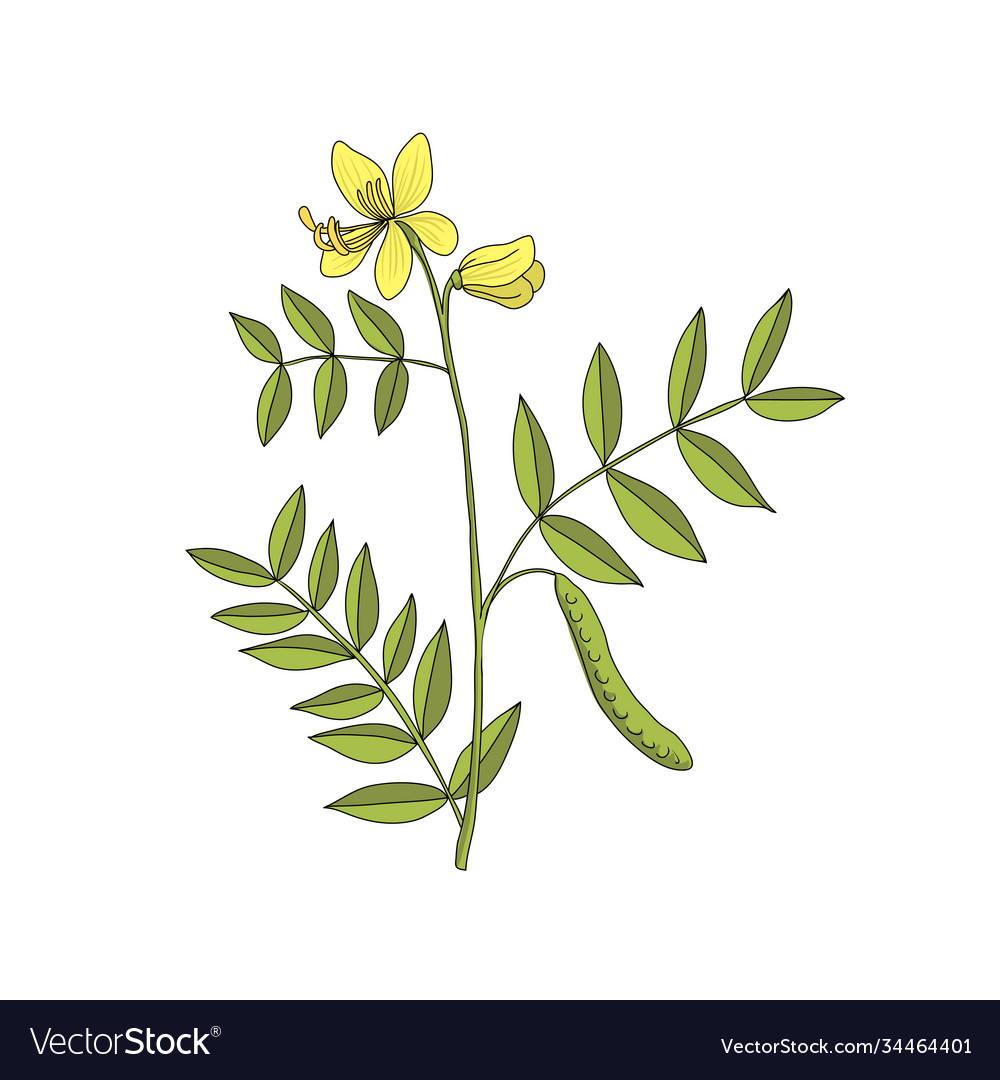Листья сенны рисунок