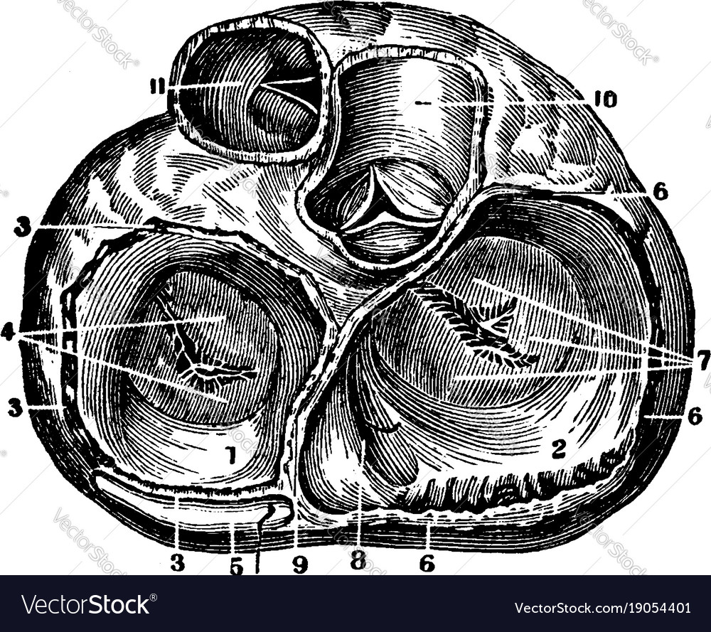 Heart valves vintage