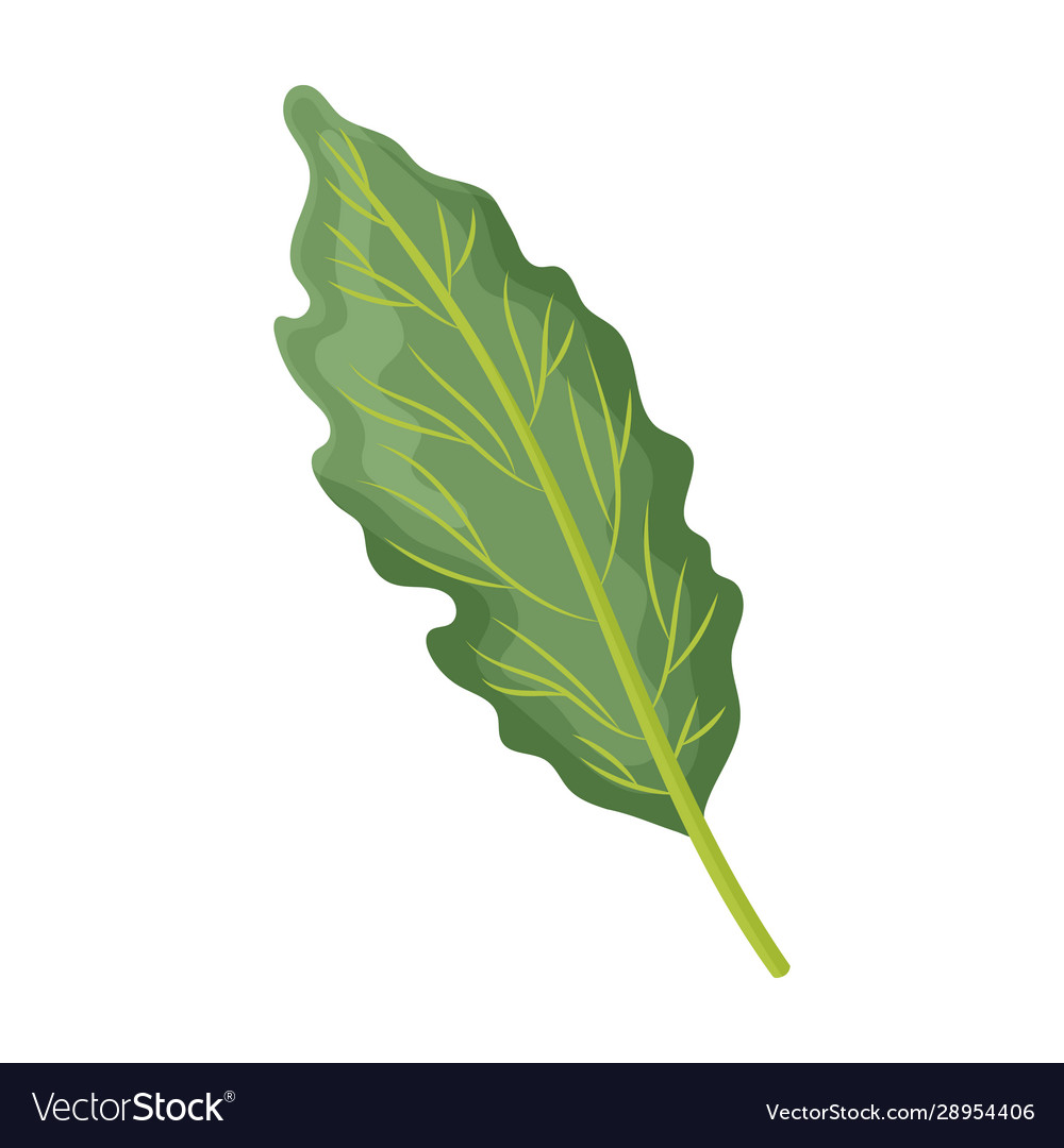 Leaf cabbage iconcartoon icon