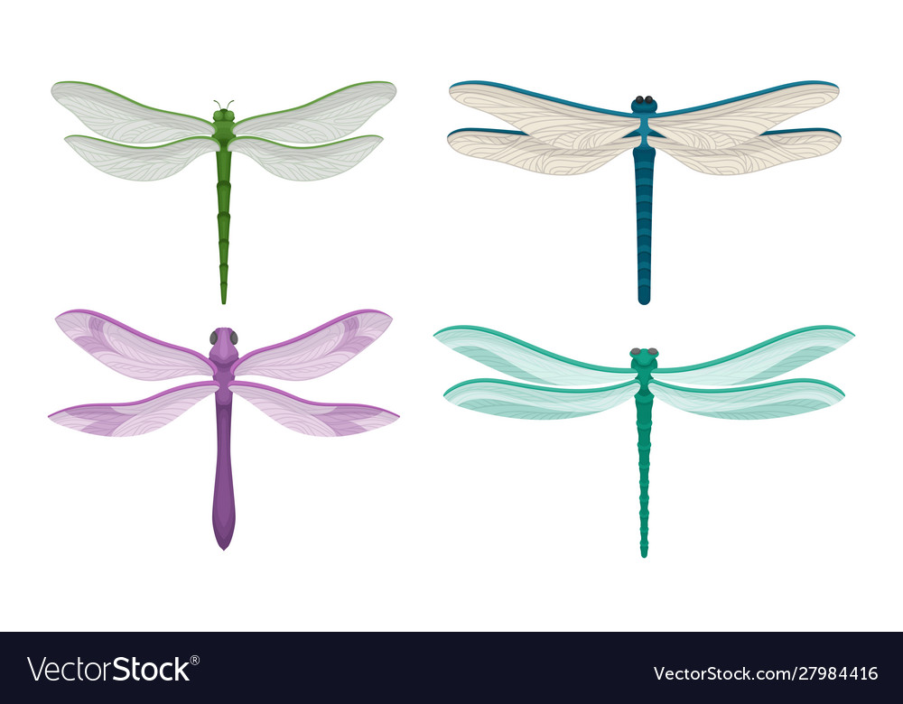 Dragonflies isolated on white background Vector Image