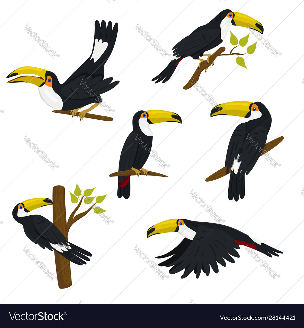 Collection toucans isolated on a white