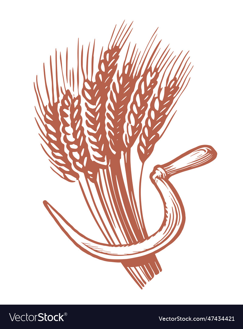 Sheaf of wheat and sickle cooking and baking Vector Image