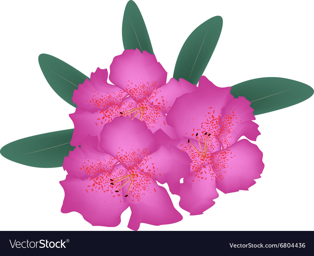 Pink rhododendron with green leaves