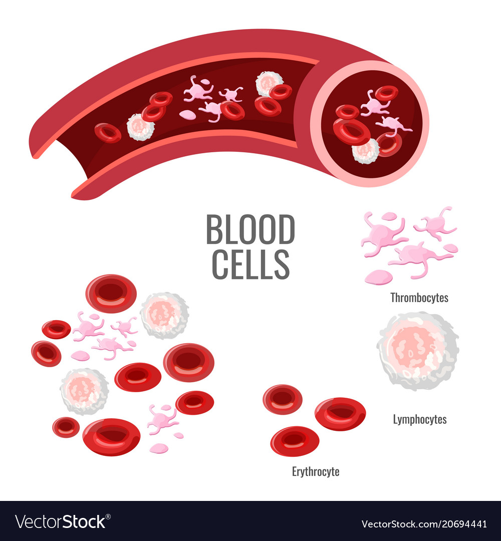 Blood cells exploration scientific poster with Vector Image