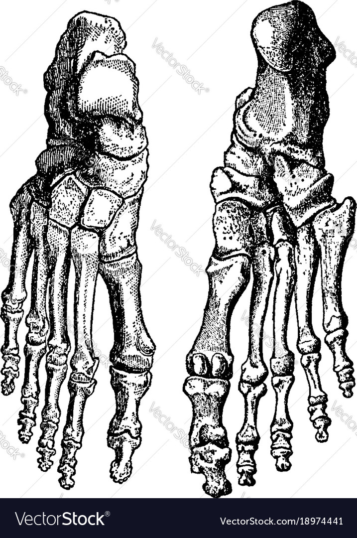 Bones of the feet vintage Royalty Free Vector Image