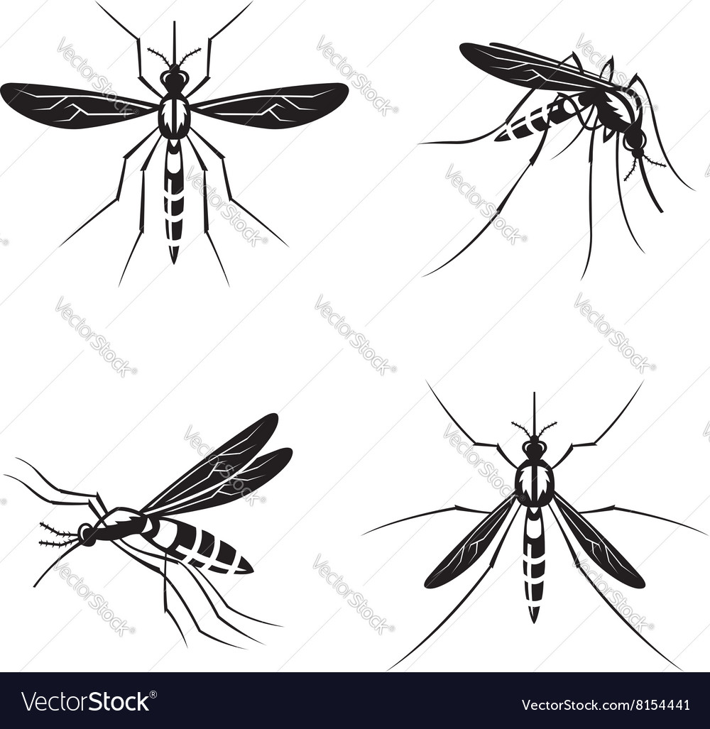 Set Mosquito Royalty Free Vector Image Vectorstock 2281