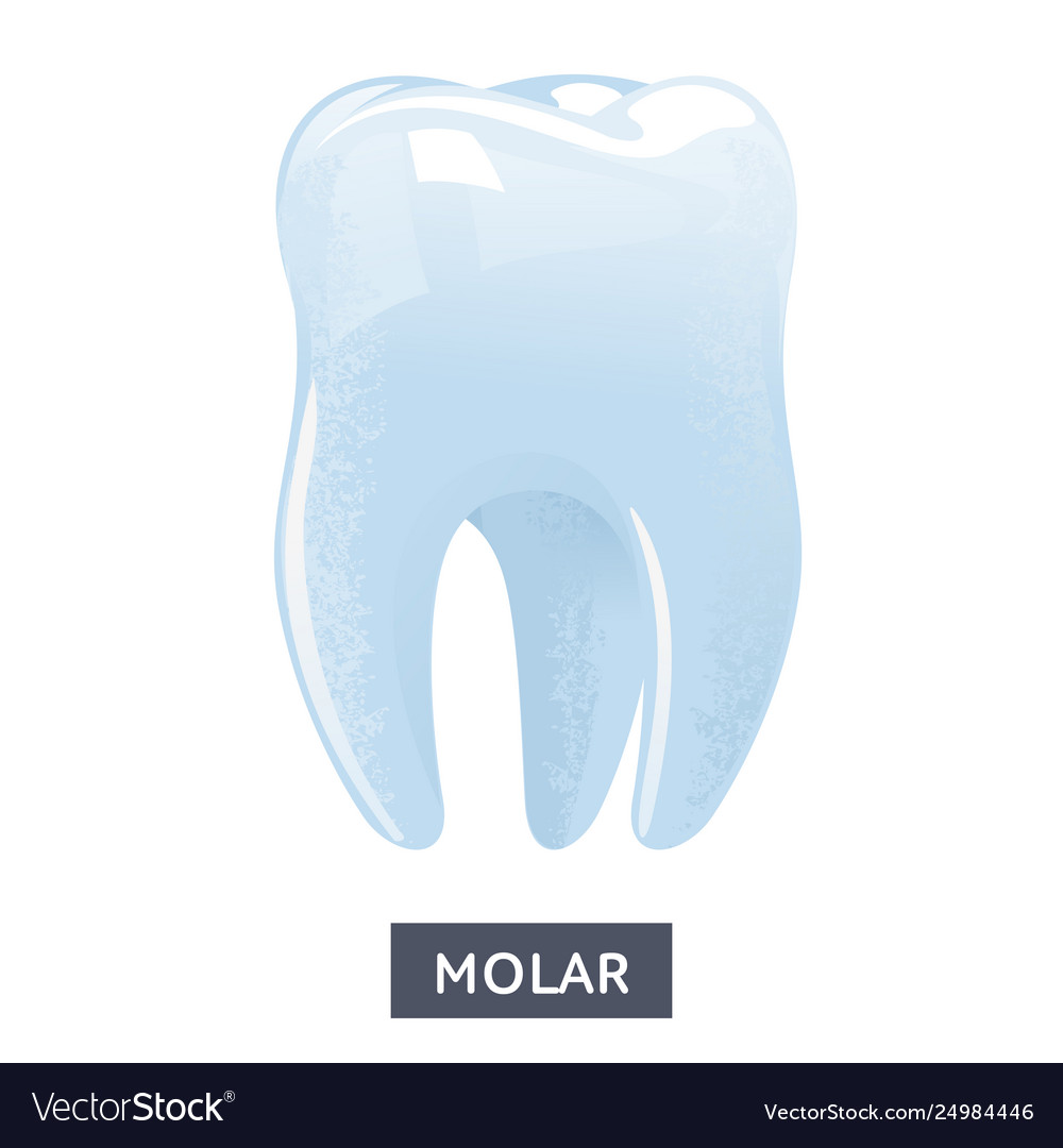 Flat molar on a white