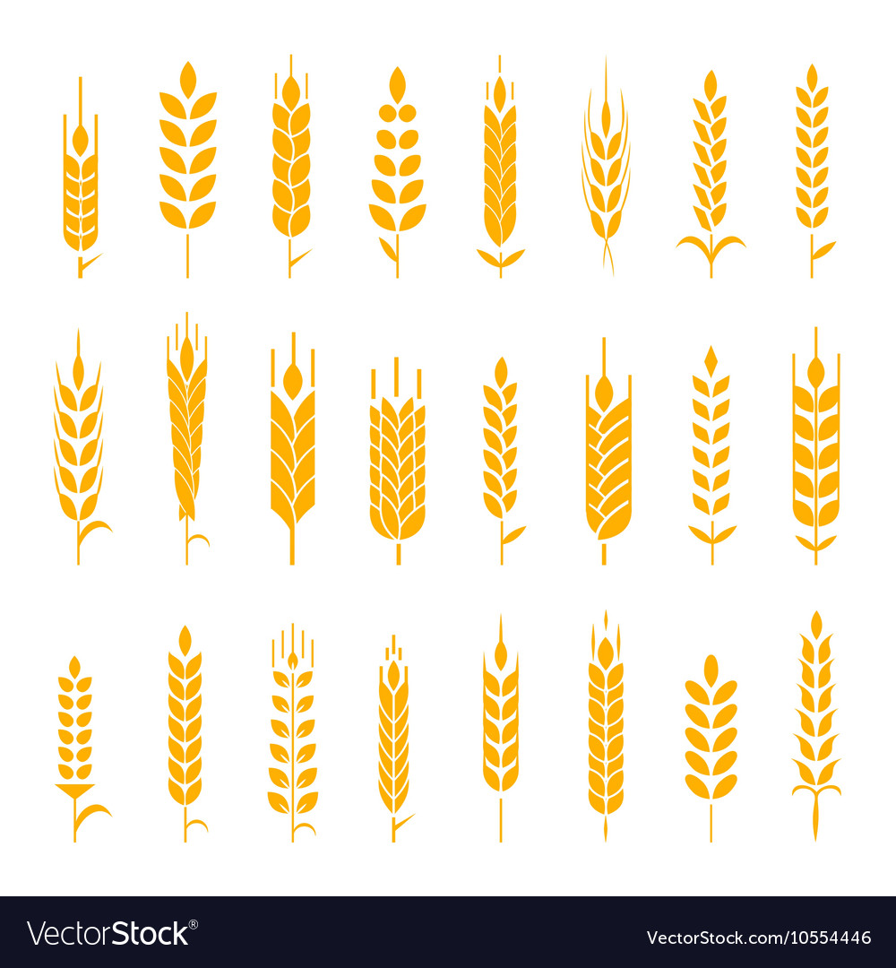 Wheat ear symbols for logo design Royalty Free Vector Image