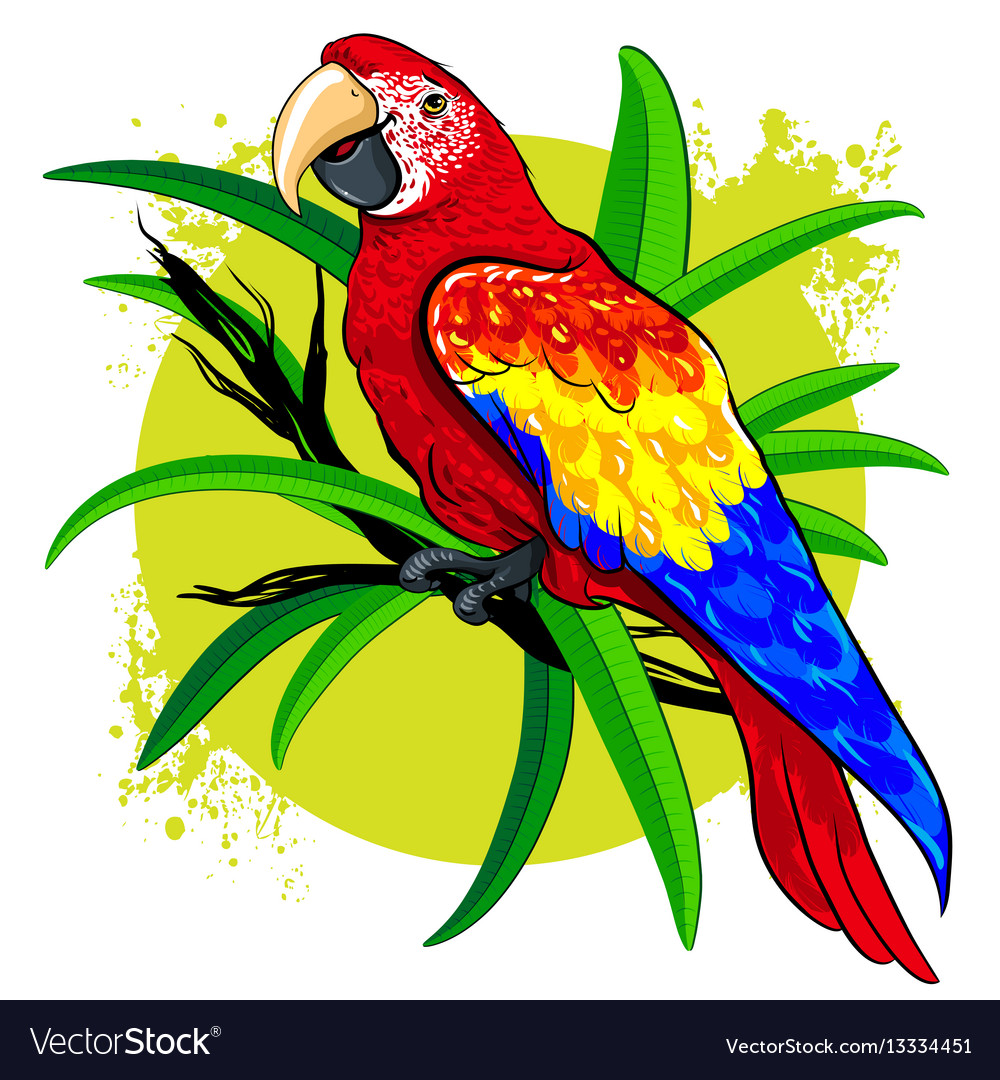 Parrots Images For Drawing