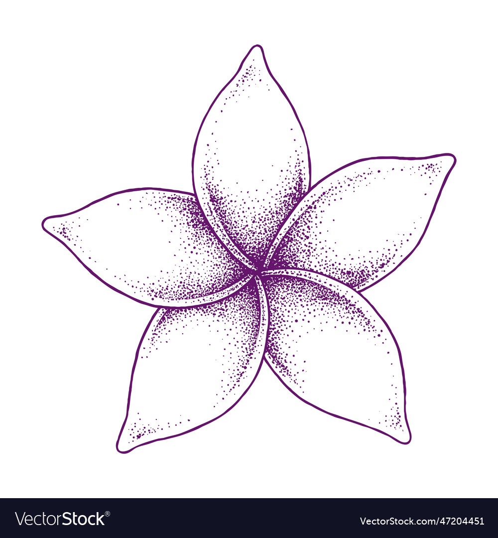 Frangipani flower hand drawn Royalty Free Vector Image