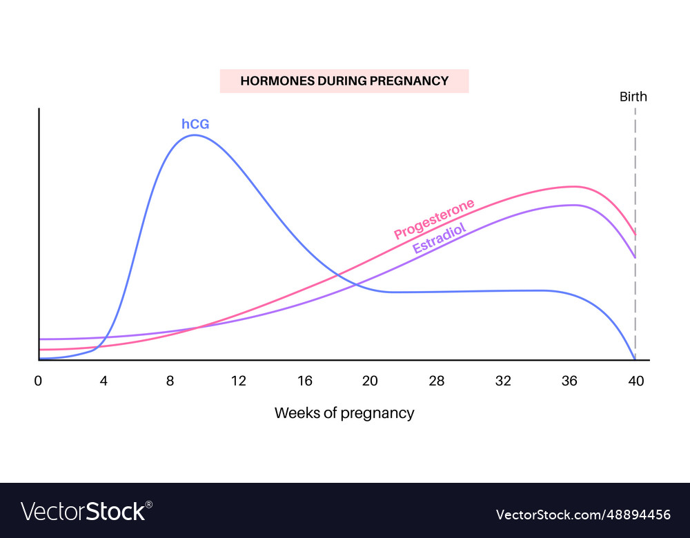 hormones during pregnancy and birth clipart