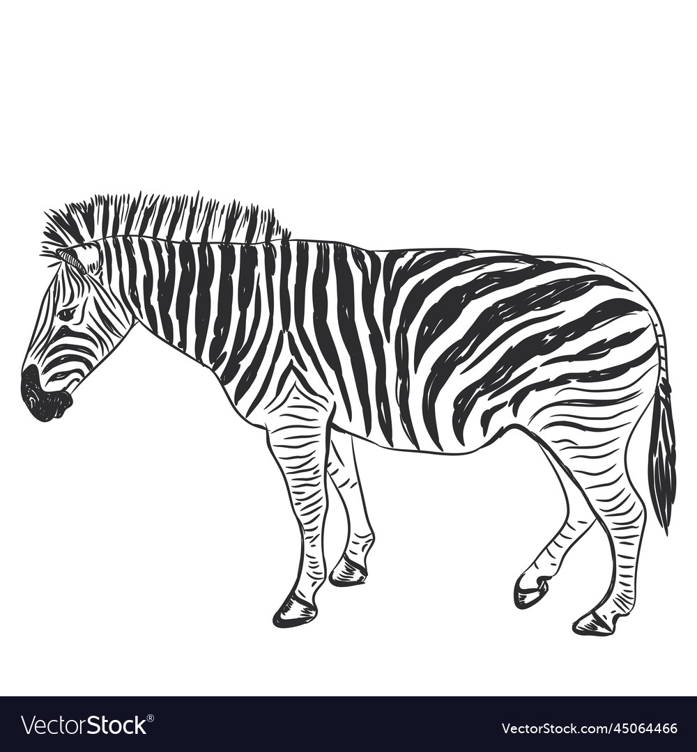 Black and white zebra portrait sketch isolated Vector Image