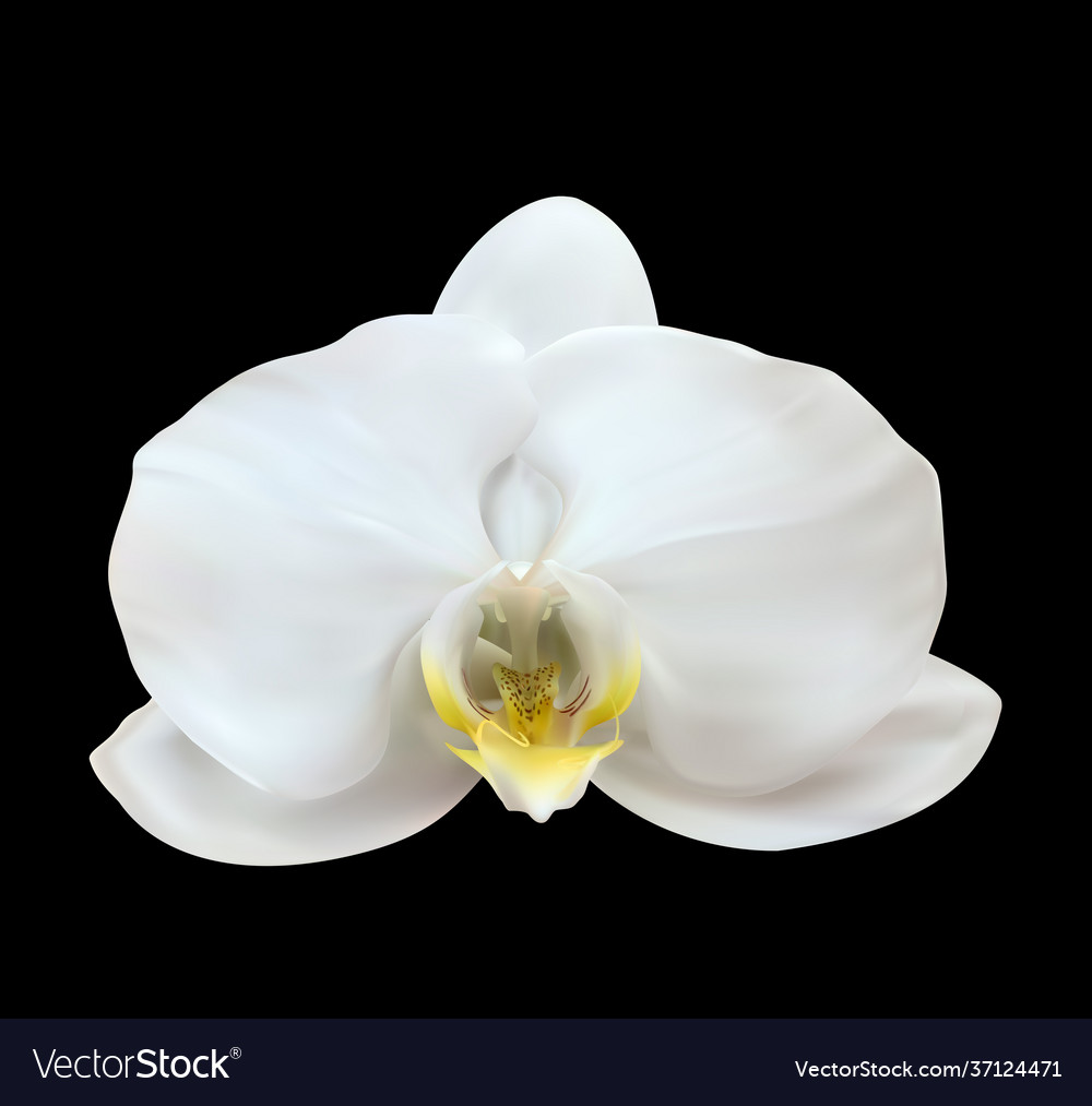 Realistic 3d orchid flower isolated on black