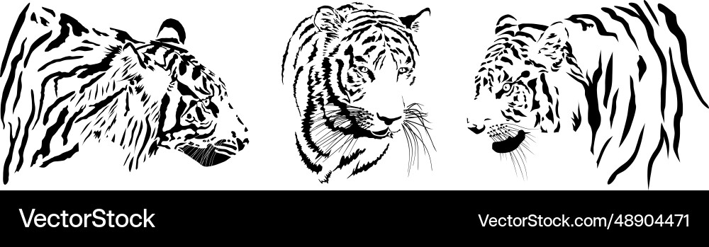 Tiger heads Royalty Free Vector Image - VectorStock
