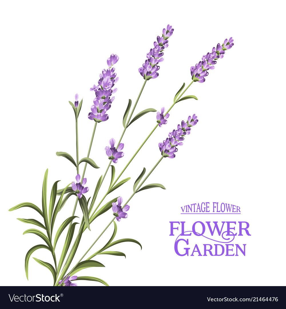 Bunch of lavender Royalty Free Vector Image - VectorStock