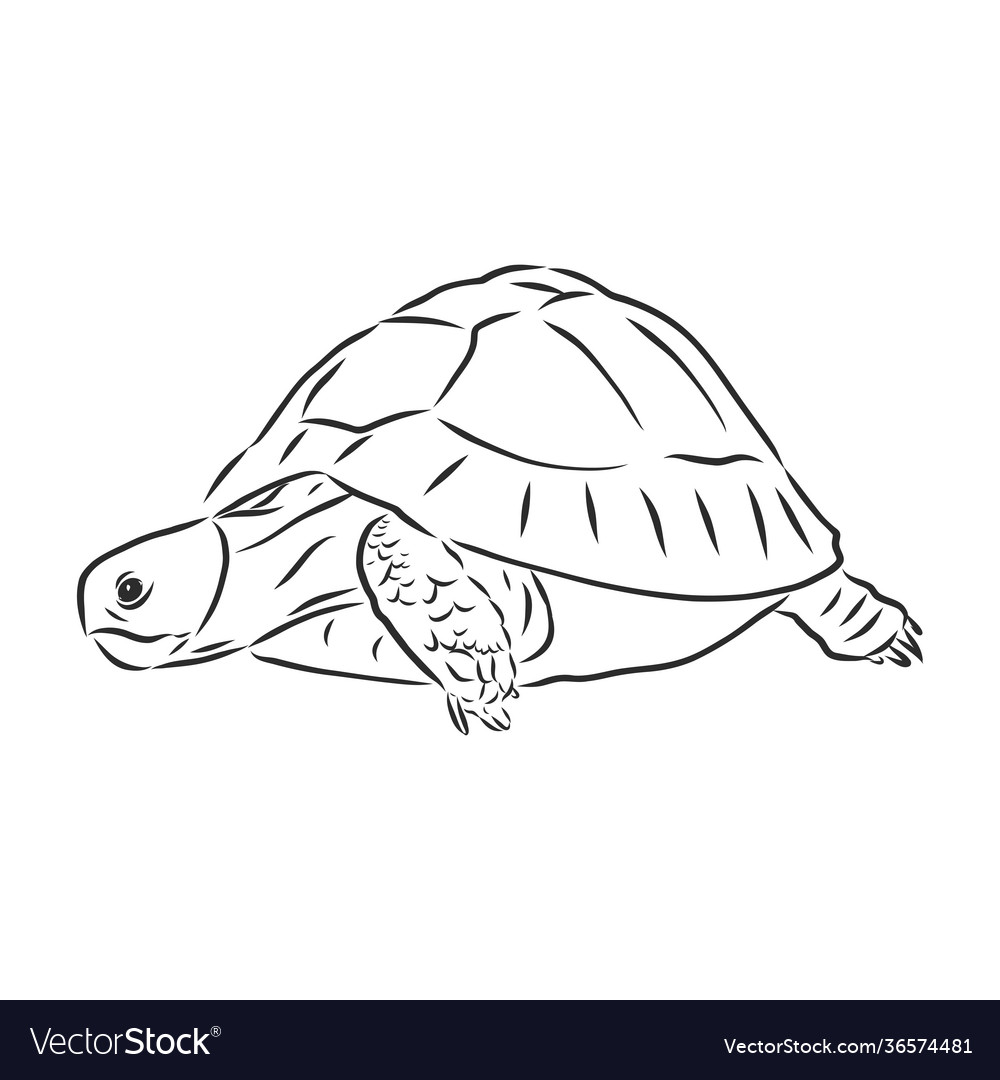 Graphical tortoise isolated on white background Vector Image