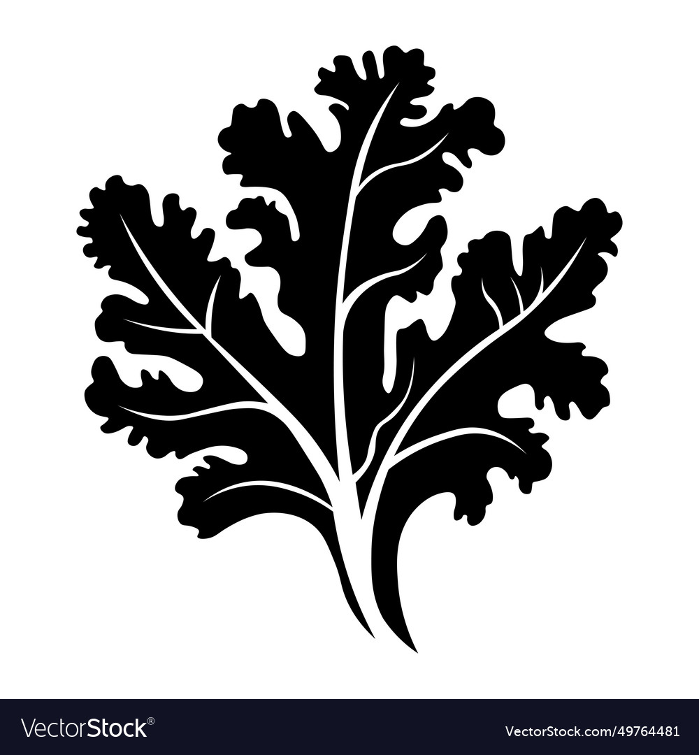 Kale black icon on white background Royalty Free Vector