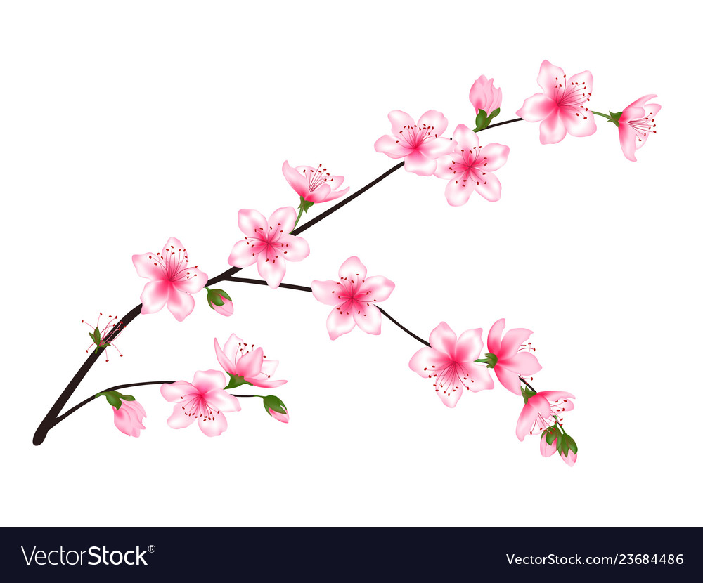 Spring bloom tree branch with pink flowers Vector Image