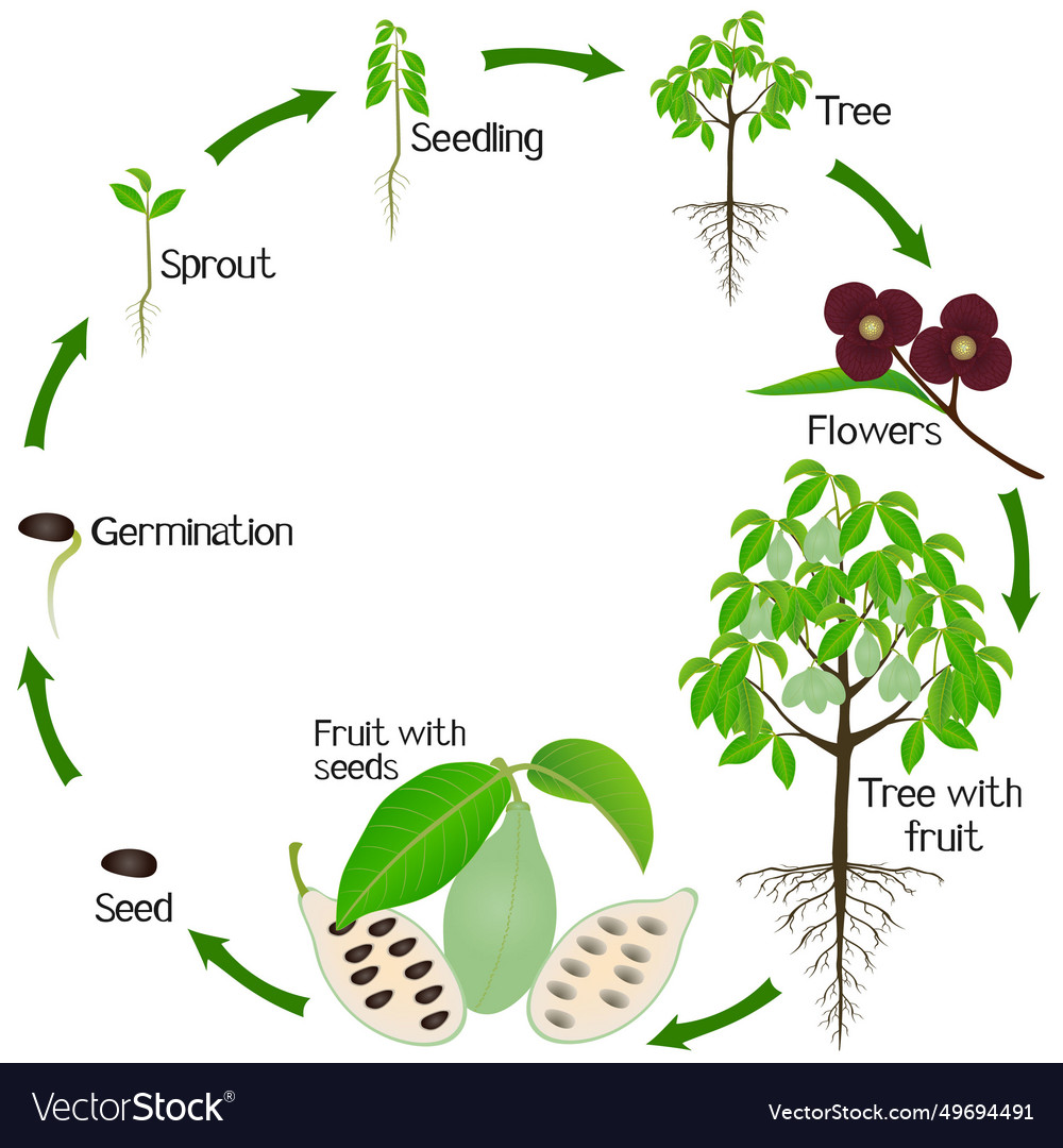 A growth cycle of asimina triloba the pawpaw plant