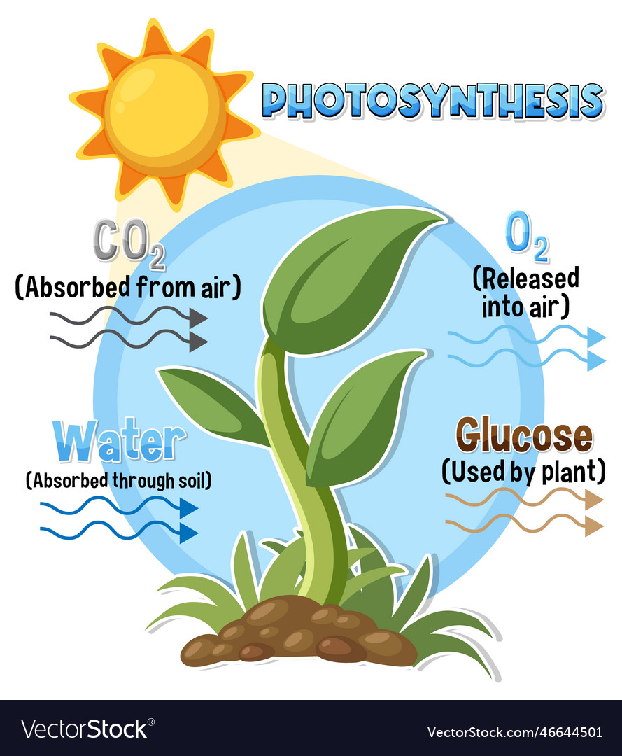 Diagram of photosynthesis for biology and life Vector Image