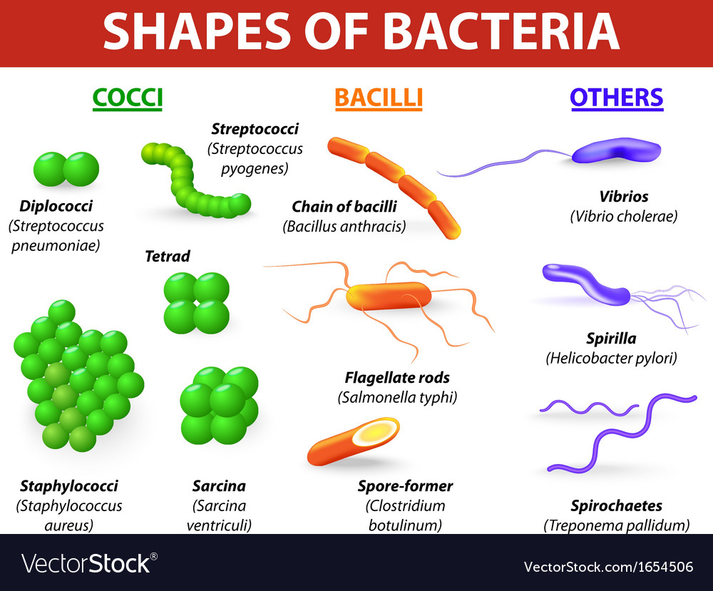 Types bacteria Royalty Free Vector Image VectorStock