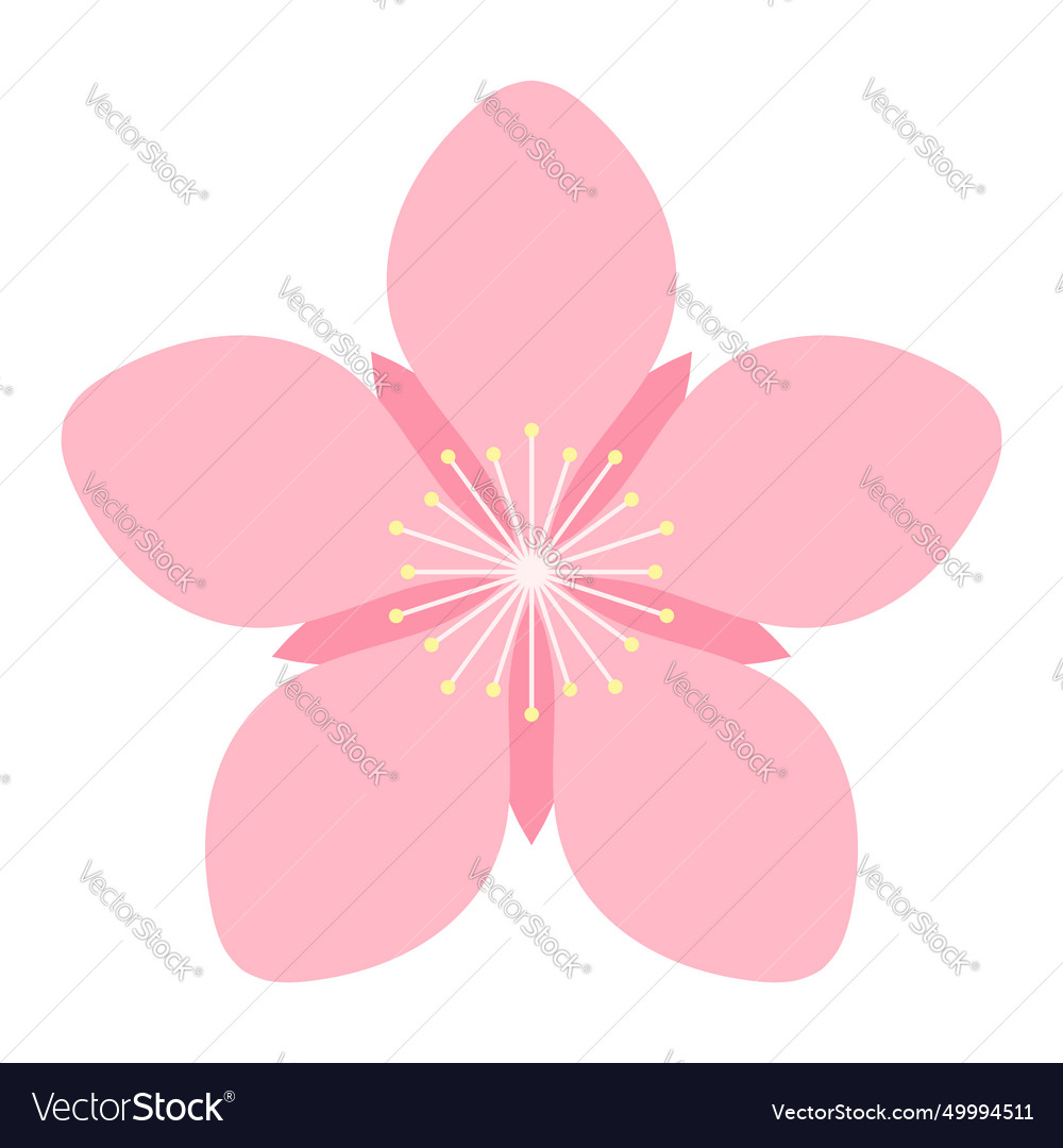 Sakura plum apple blossom flower isolated