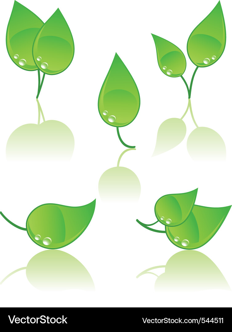 Set of leaves Royalty Free Vector Image - VectorStock