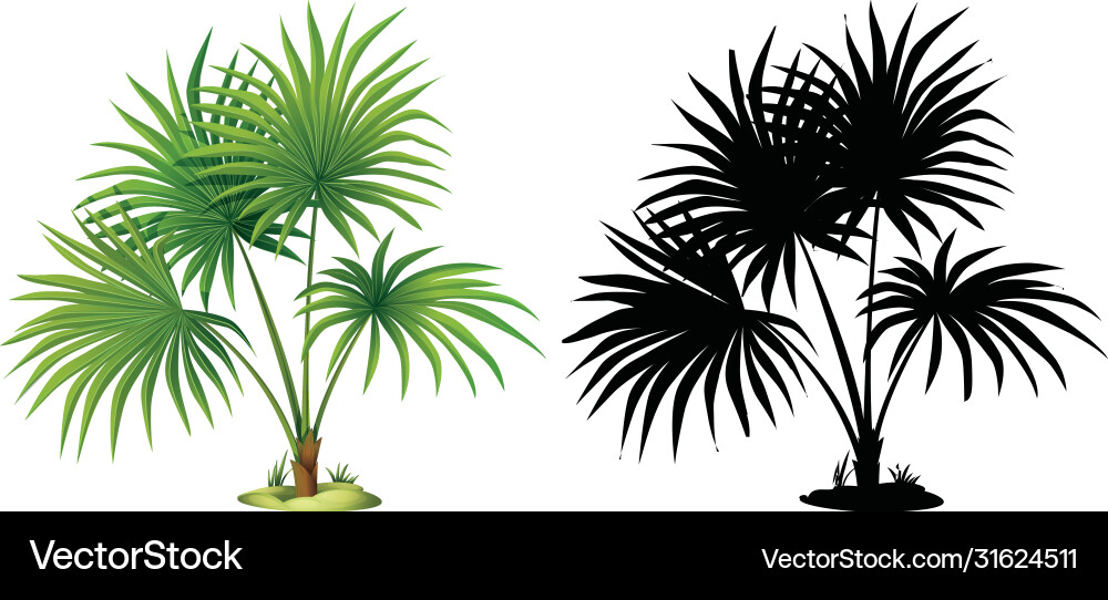 Set palm tree Royalty Free Vector Image - VectorStock