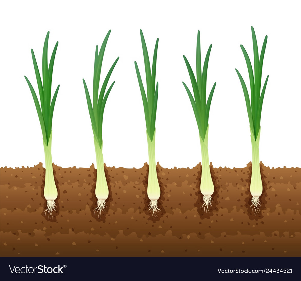 Onion ripe green vegetable Royalty Free Vector Image