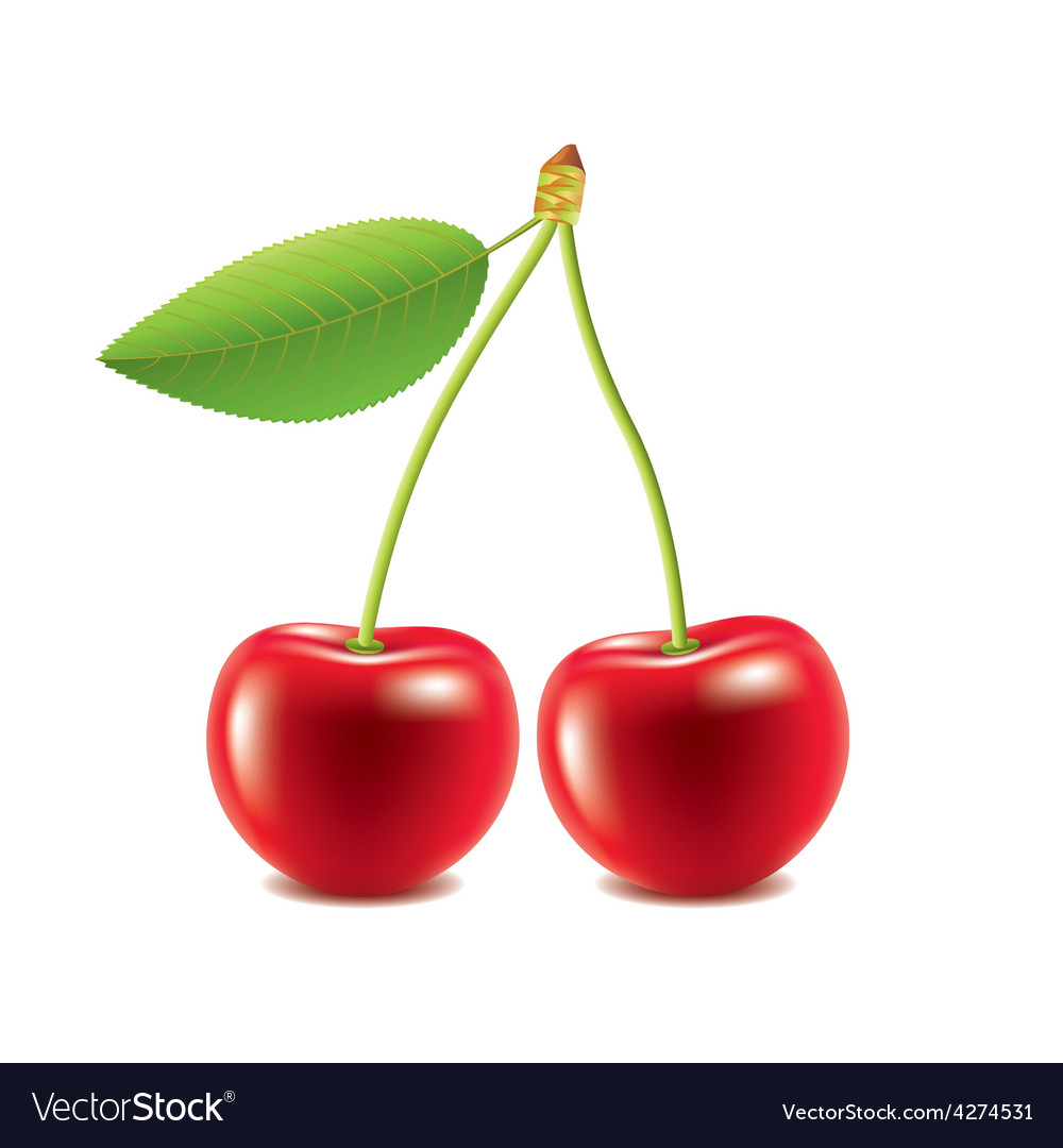 Cherry isolated on white Royalty Free Vector Image