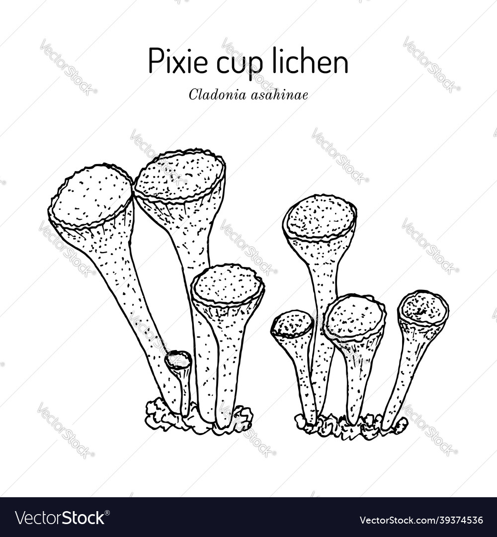 Pixit Tasse Flechten cladonia asahinae